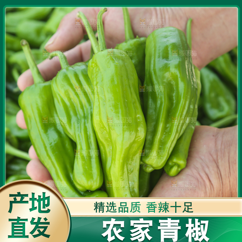 青椒