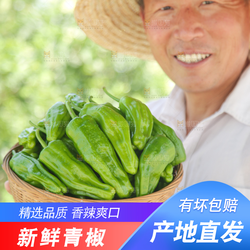 青椒