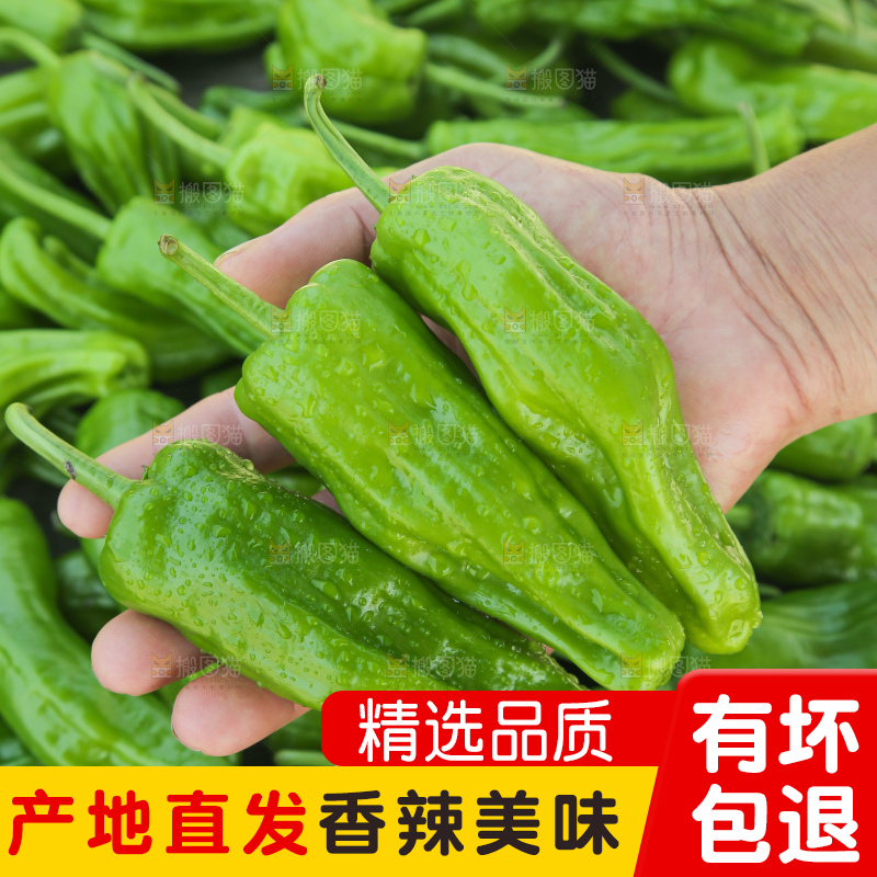 青椒