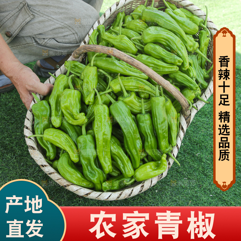 青椒