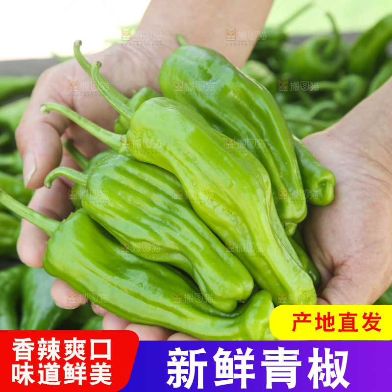 青椒