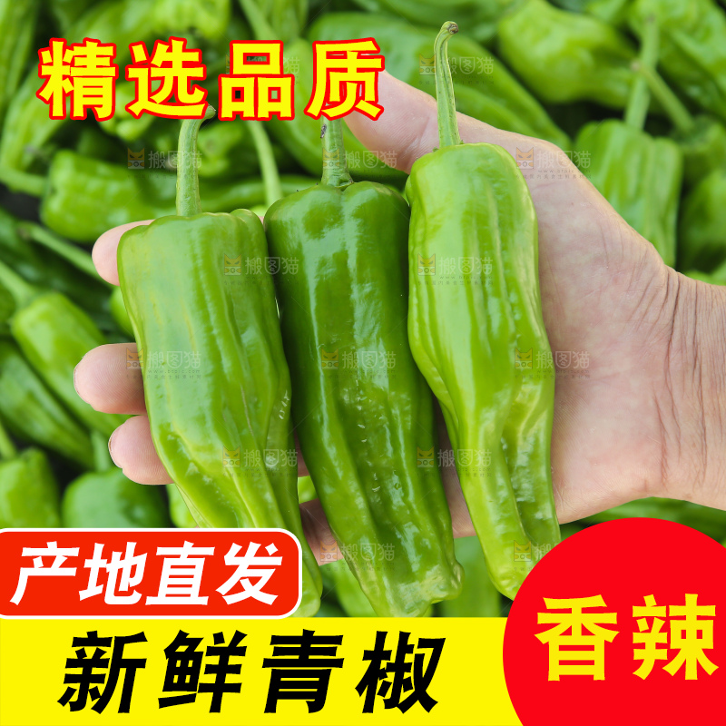 青椒