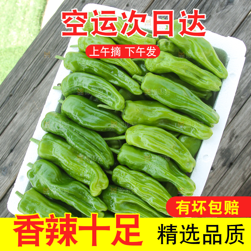 青椒