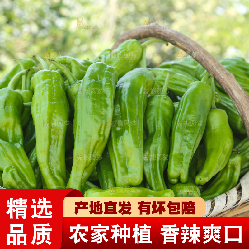青椒