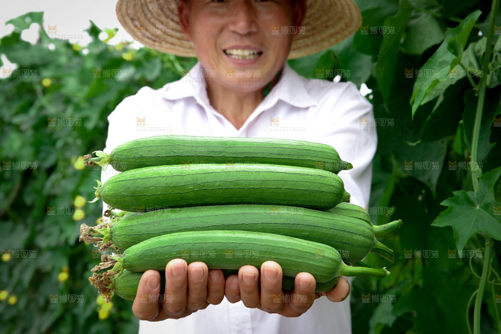 丝瓜产地