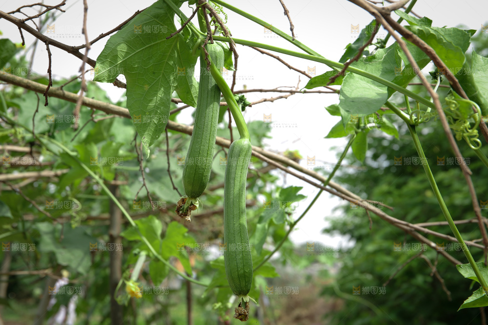 丝瓜产地