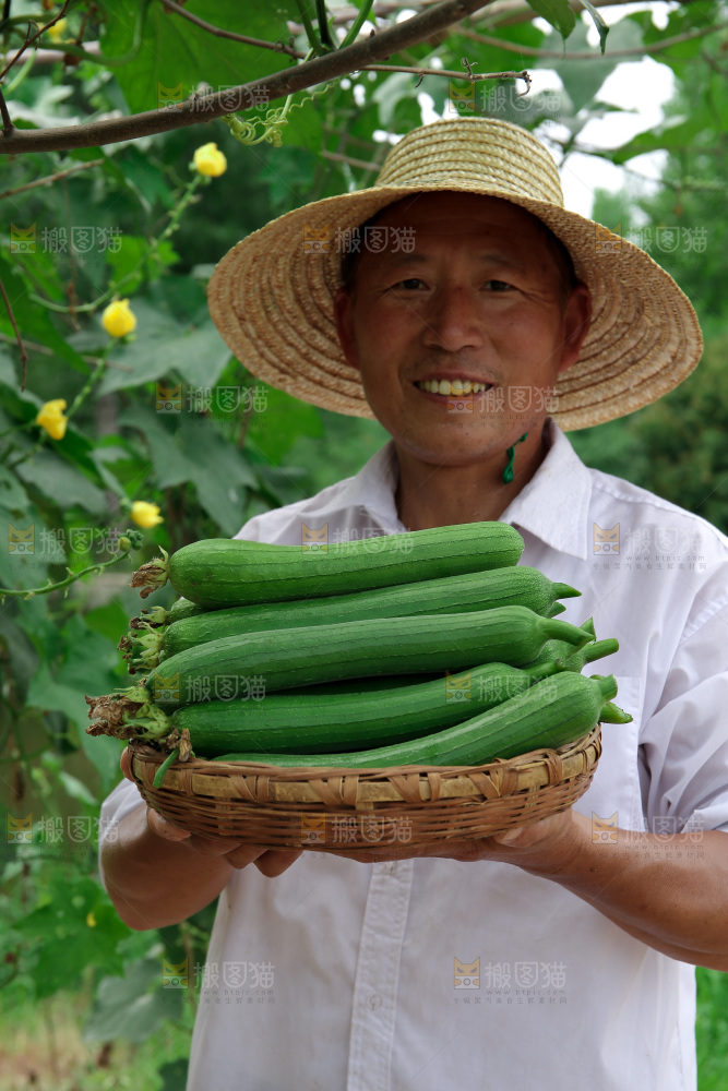 丝瓜产地