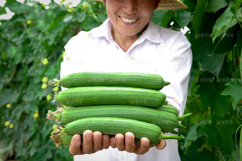 丝瓜产地