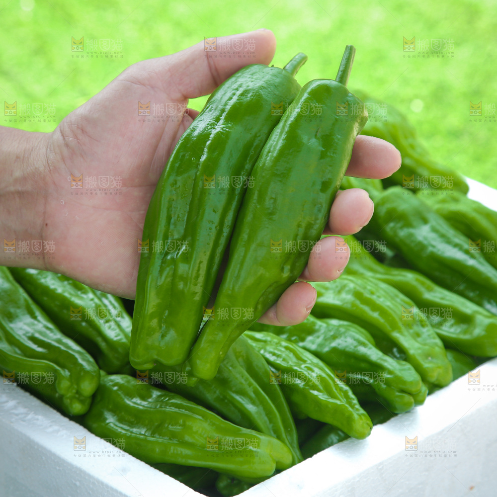 青椒