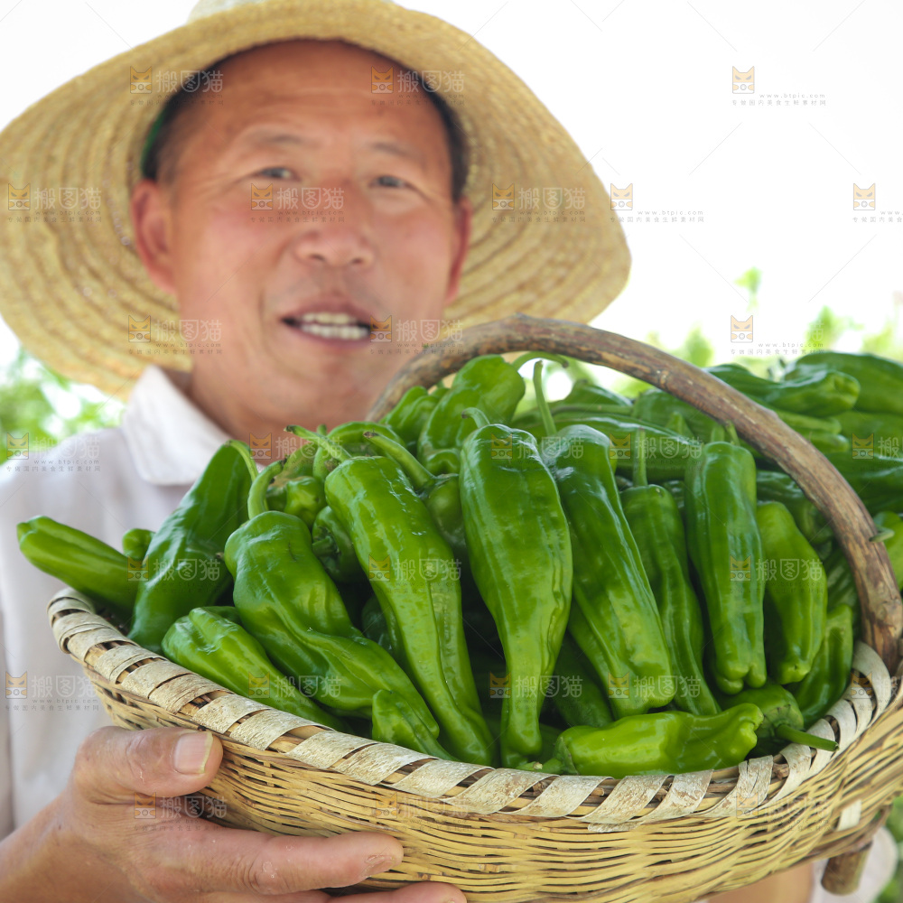青椒