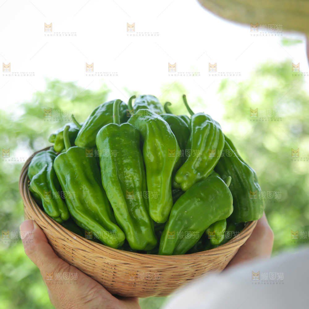 青椒