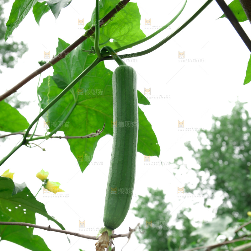 丝瓜产地
