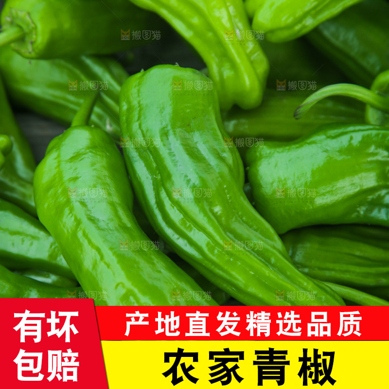 青椒
