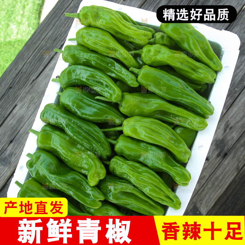 青椒