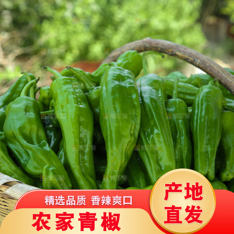 青椒