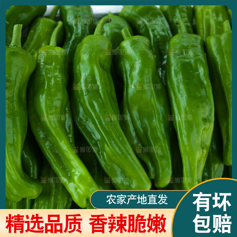 青椒