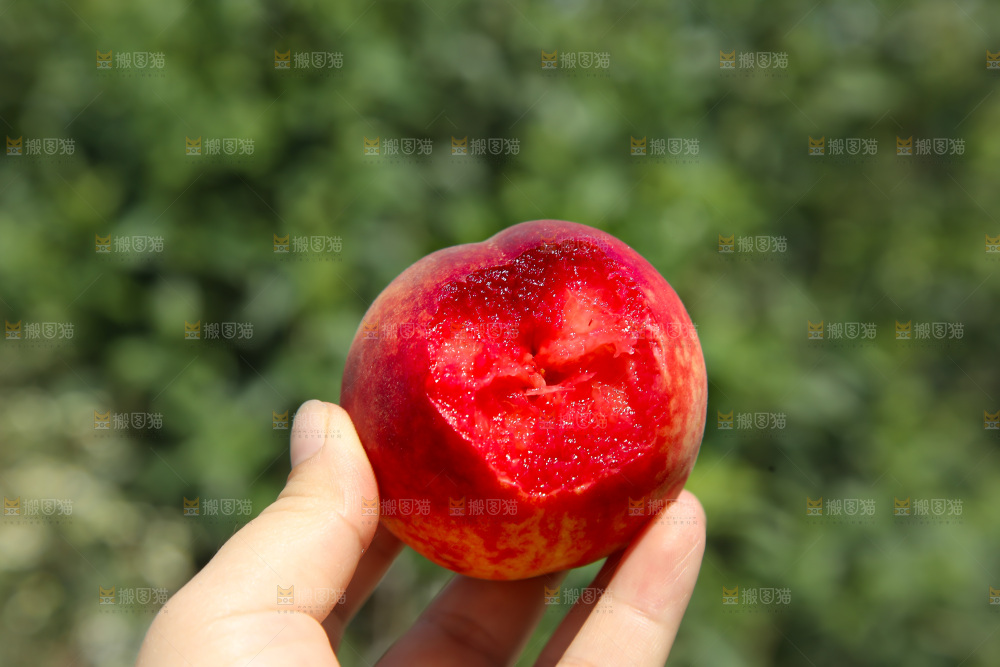 胭脂红桃子
