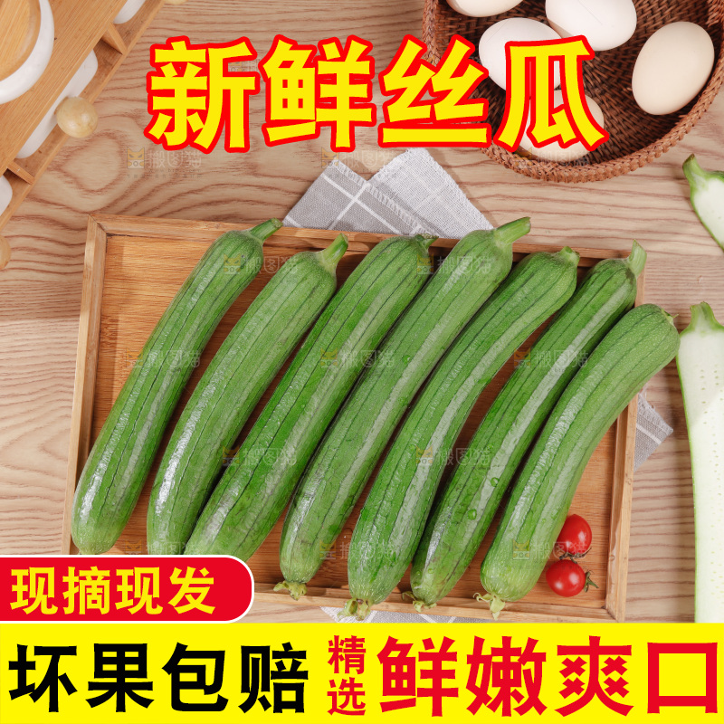 丝瓜