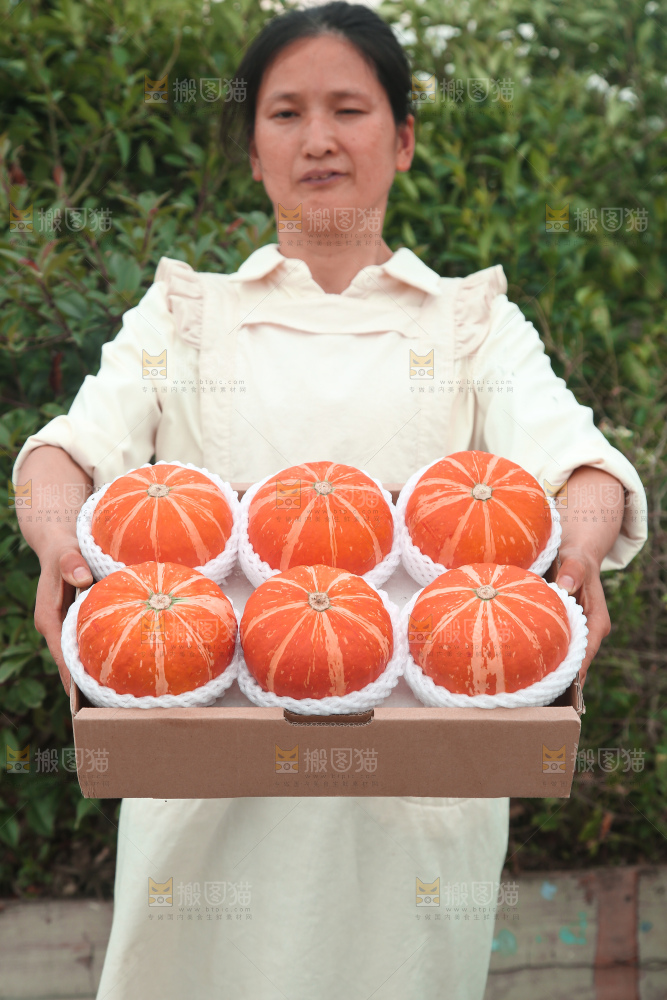 红贝贝南瓜