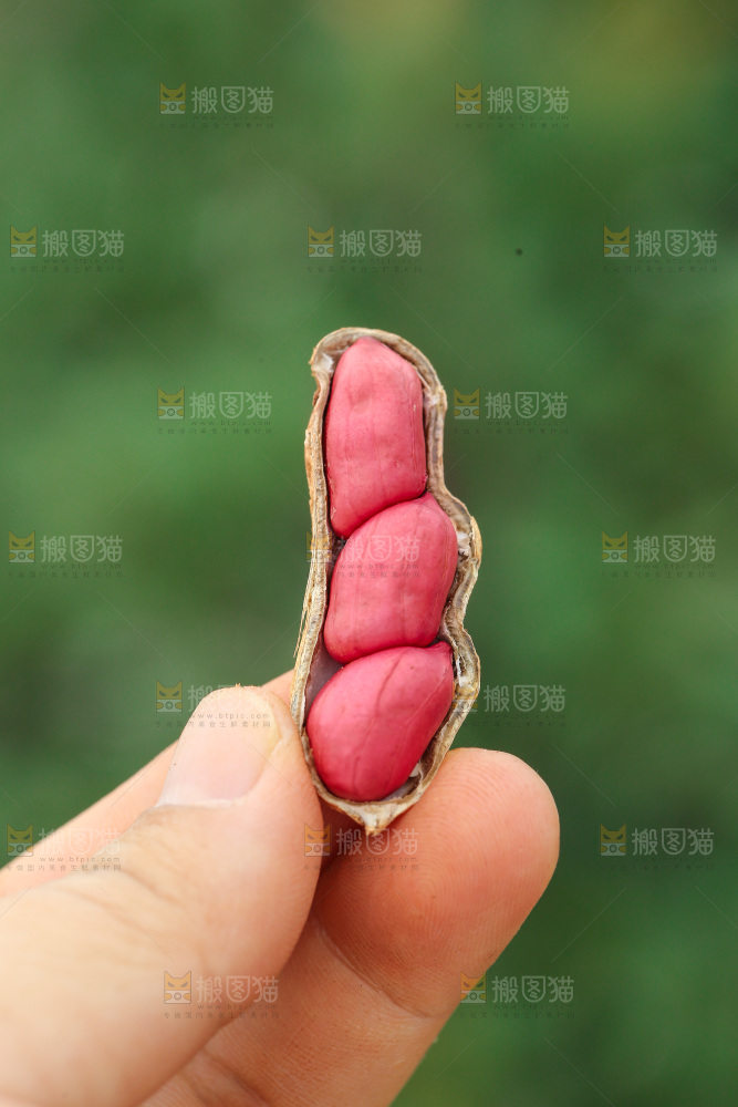 红皮花生