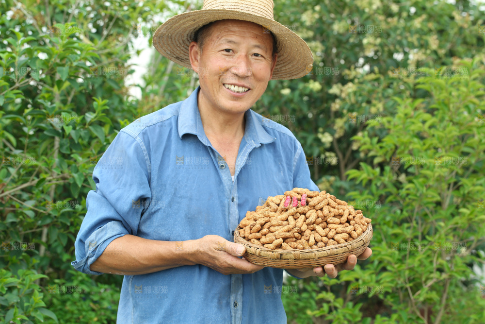 红皮花生