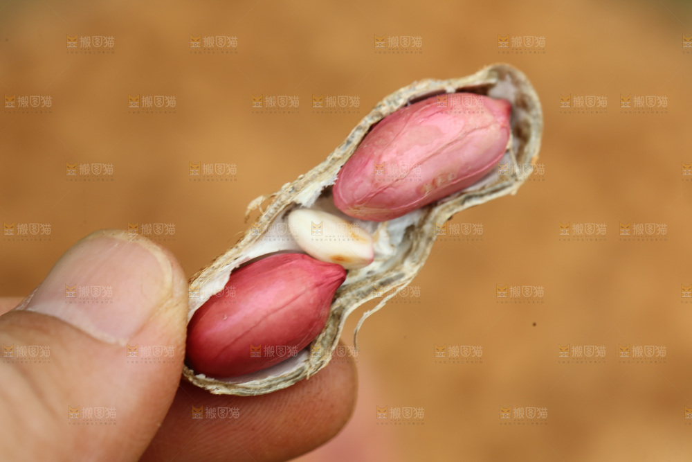 红皮花生