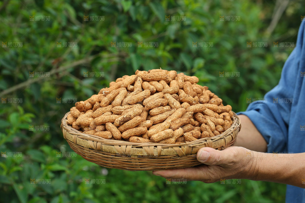 红皮花生
