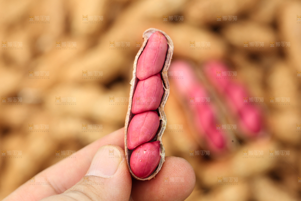 红皮花生