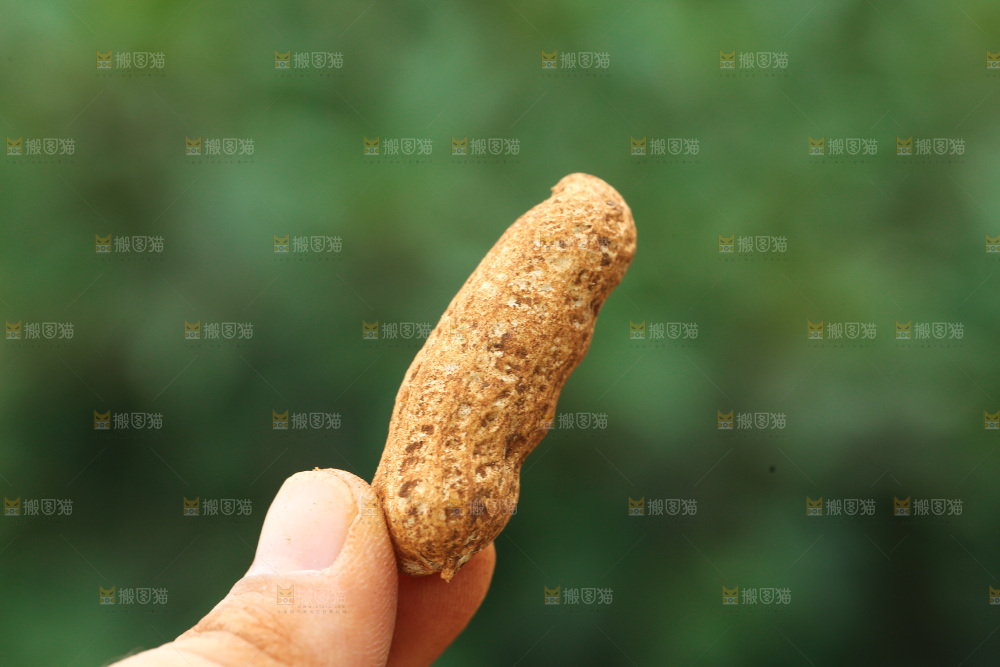 红皮花生