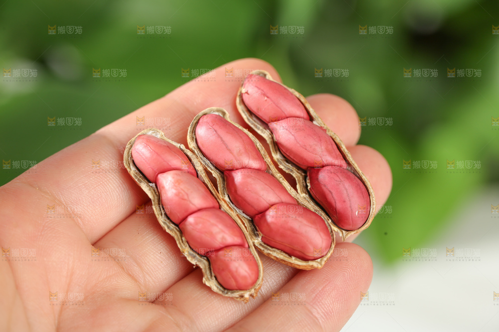 红皮花生