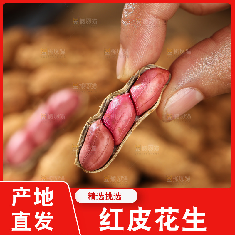 红皮花生