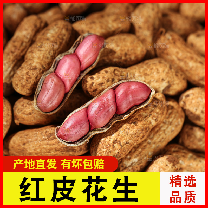 红皮花生