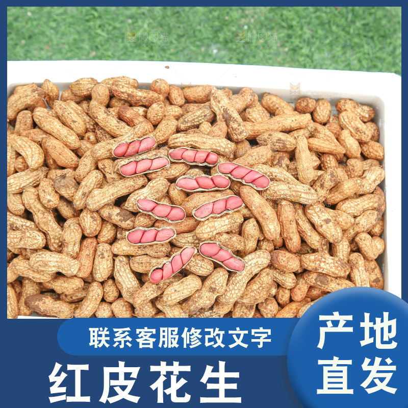 红皮花生