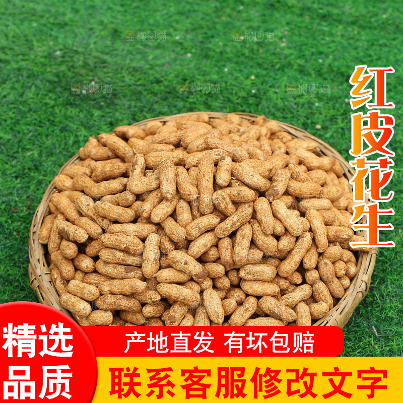 红皮花生