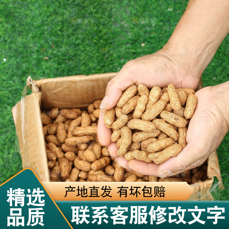 红皮花生