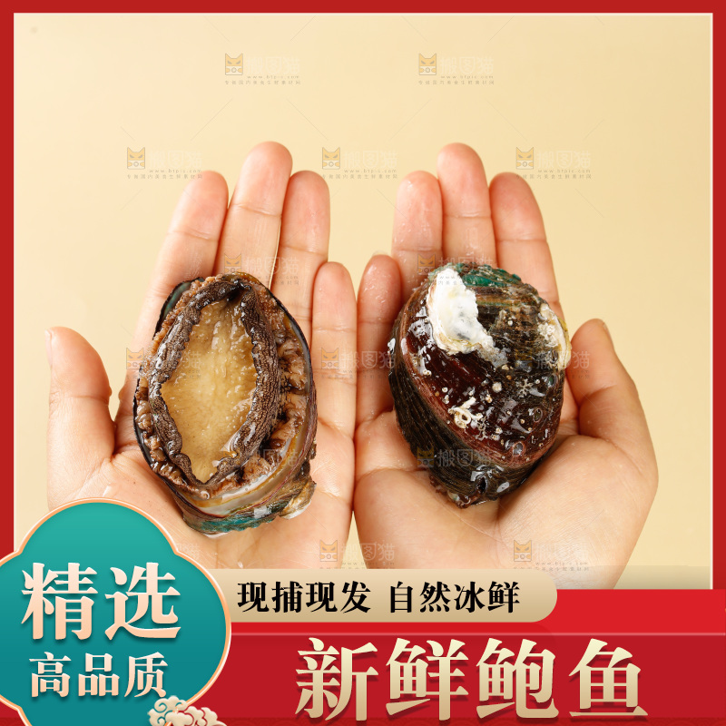 鲍鱼