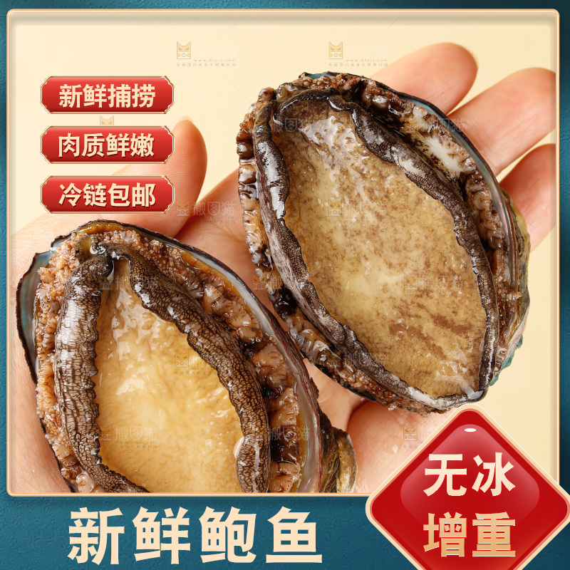 鲍鱼