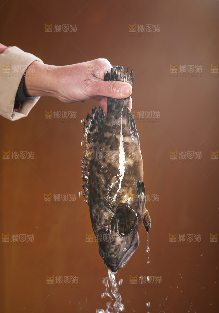 石斑鱼