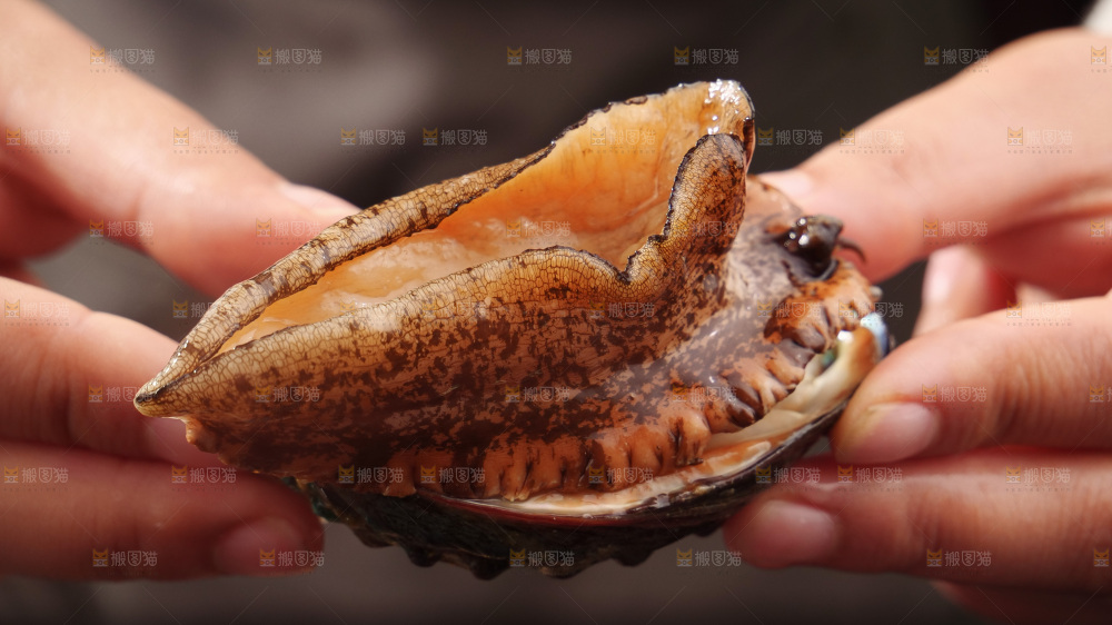 鲍鱼