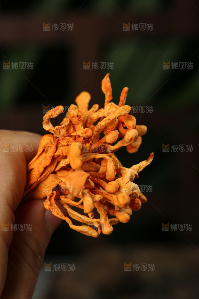 深底上的虫草花