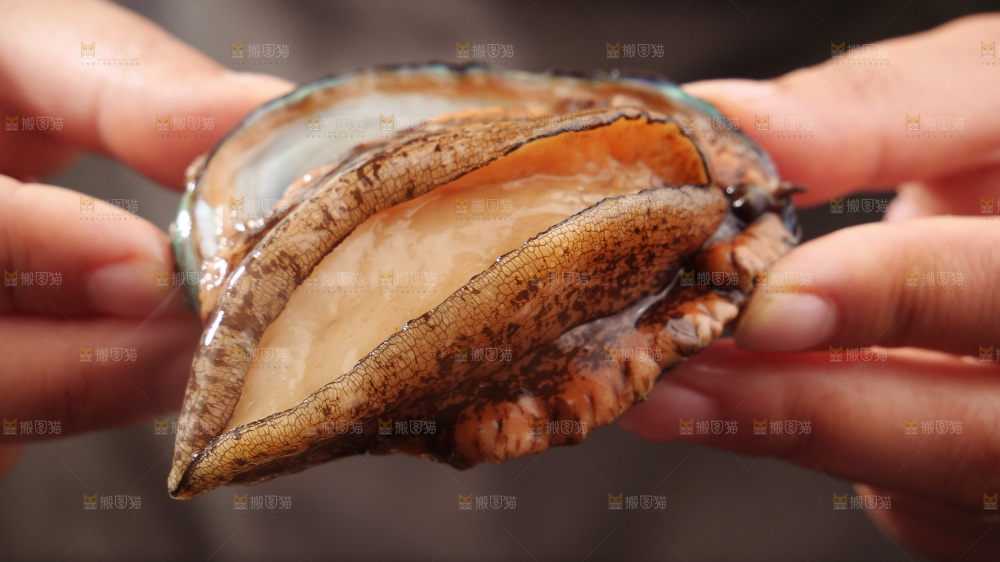 鲍鱼