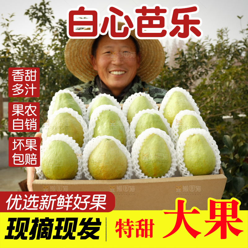 白心芭乐