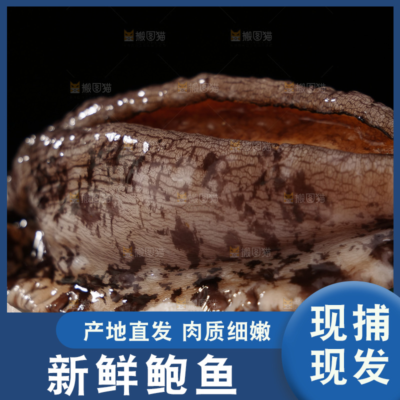 鲍鱼