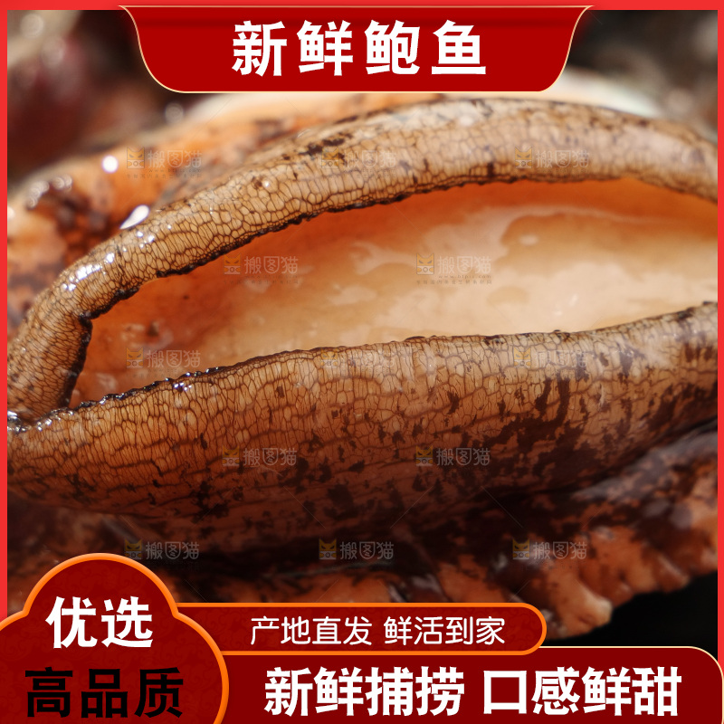 鲍鱼