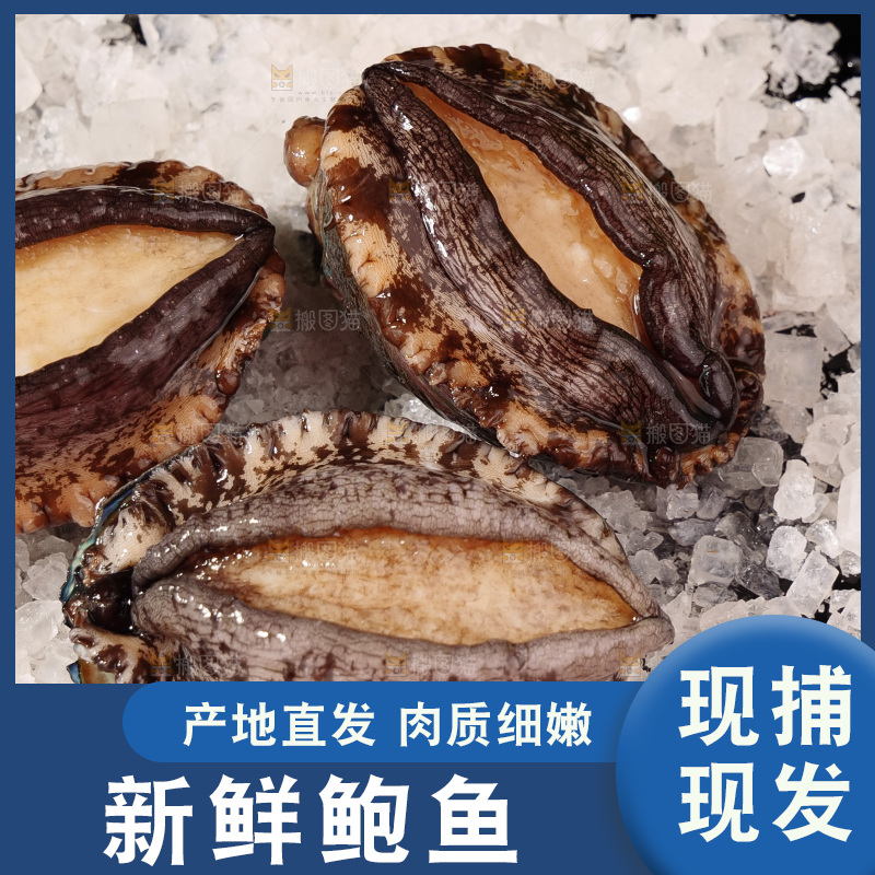 鲍鱼