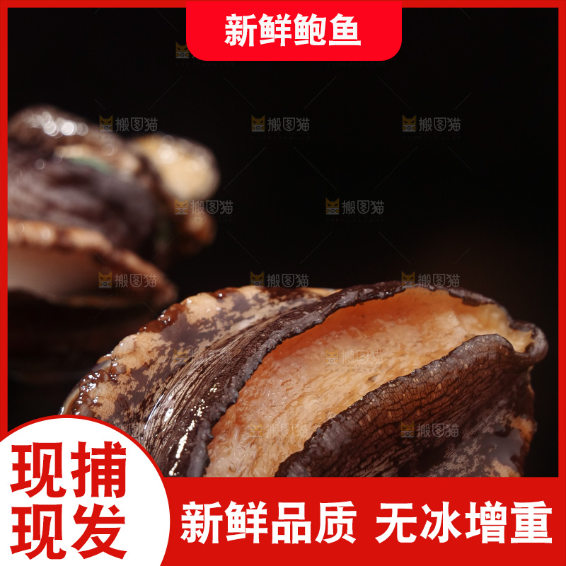 鲍鱼
