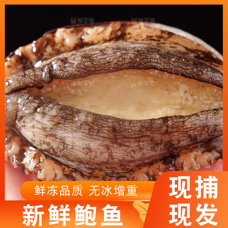 鲍鱼