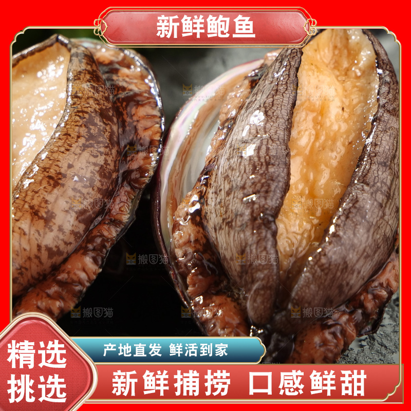 鲍鱼