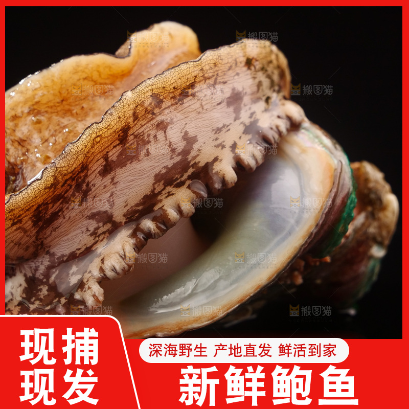 鲍鱼