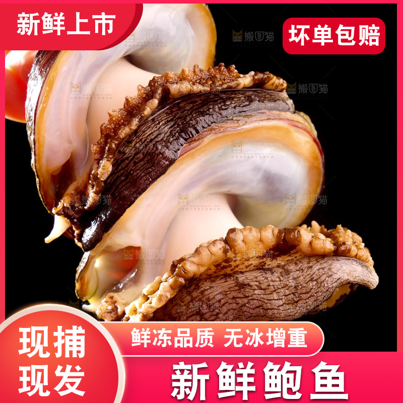 鲍鱼